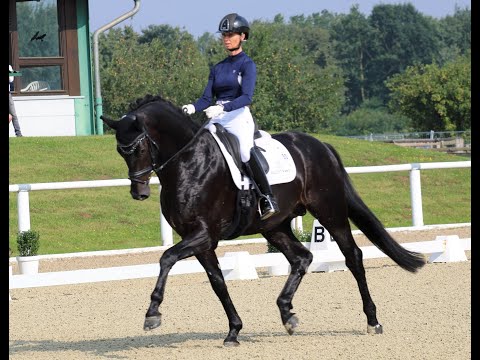 GLOBAL PLAYER & Eva Möller - 2. Sichtung zur WM der Jungen Dressurpferde 2021