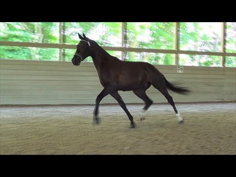 Ivan ISF, KWPN-NA Keuring 2016 at Iron Spring Farm - SOLD