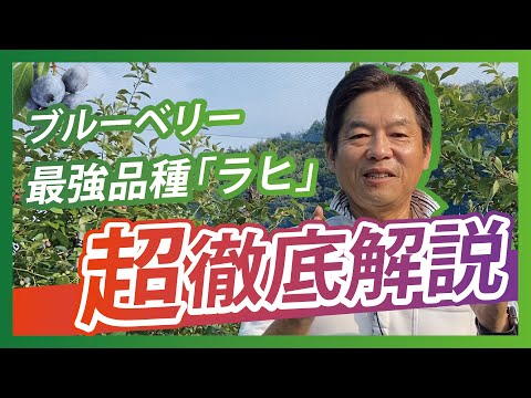 ラヒ - 愛知県岡崎市の観光ならブルーベリファームおかざき