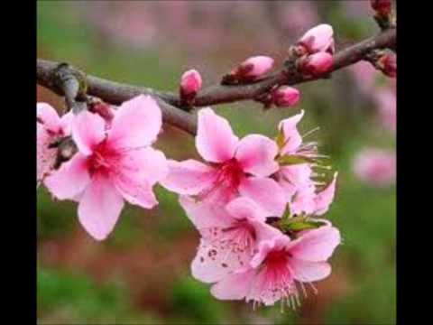 Kwm Lis - Txiv Nraug Cuam