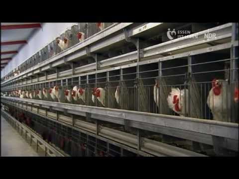 Brüten für den Weltmarkt - Das Hühnerimperium an der Nordsee