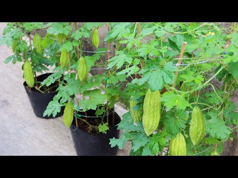 Let s grow bitter melon for your family this way it s very fruity and easy to make