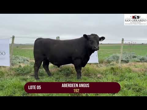 San Gerardo, Lote 5. Toros Angus