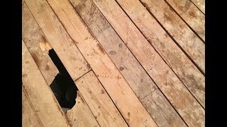 I felt a Funeral, in my Brain ~ Emily Dickinson