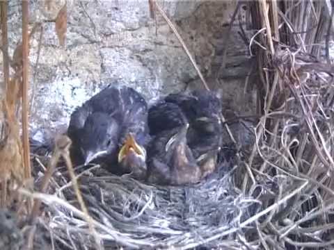 Blackbird Nesting