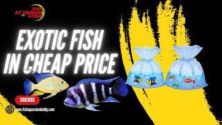 Sabse Sasti Exotic Fish at Fish Aquarium Hobby Wholesale Store