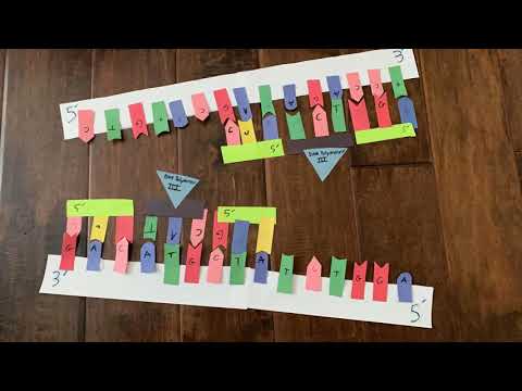 DNA Replication Stop-Motion