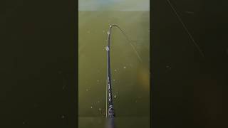 Download lagu Penyesalan di Ujung Joran: IKAN BESAR LEPAS DARI KAIL   🐟 #shortsfeed #shorts #shortsviral mp3