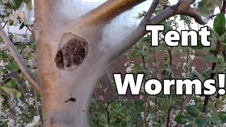 Tutorial: How to get rid of tent worms.