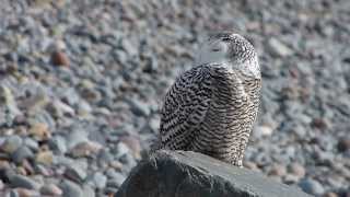preview picture of video 'Immature female Snowy Owl, Lawrencetown Beach Prov  Park, HRM, Nova Scotia.'