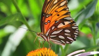 Gulf Fritillary