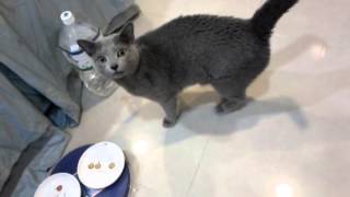 [問卦] 俄羅斯藍貓好可愛  就這樣安樂死了...