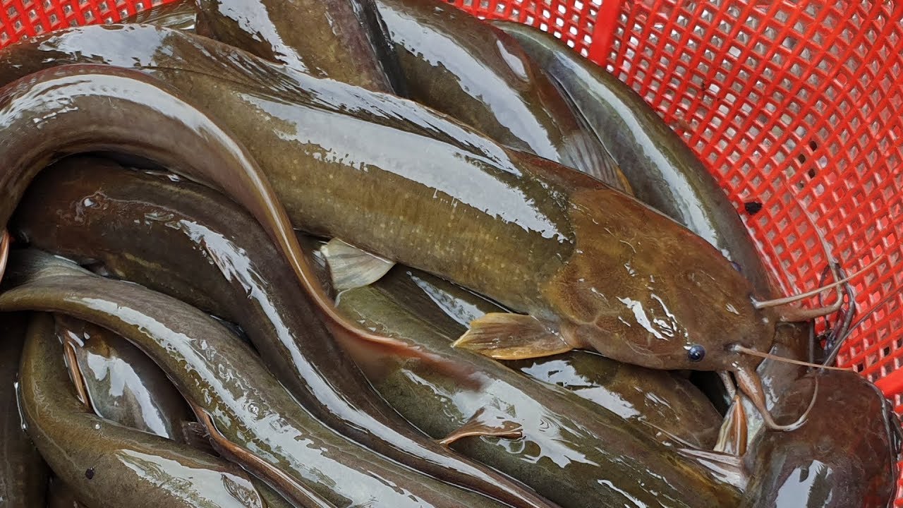 Big shing fish catching | catfish farm