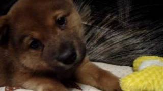 A KISS TO BUILD A DREAM ON.mpg