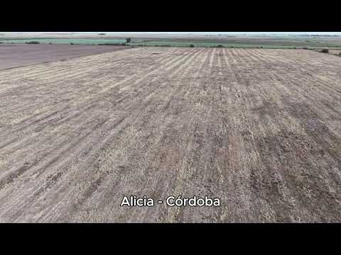 Alicia - Córdoba