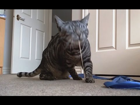 Cats Playing With Rubber Bands