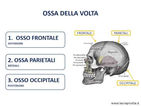Ginnastica dipartimenti di chiamata del collo dellutero Ricarica Bubnovskaya per la colonna cervicale