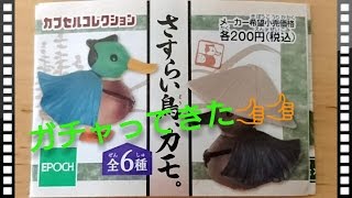 【ガチャ】『さすらい鳥、カモ』をガチャって来た！
