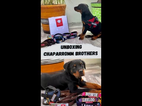 thumbnail video image 2 of Collar para perro, PERSONALIZADO Chaparrömm Brothers Collar ST, 2 of 11