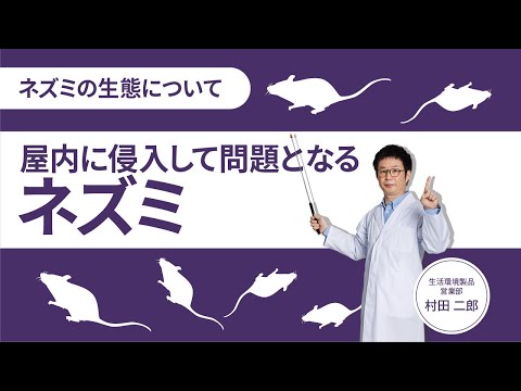 ドブネズミ (ドブネズミ)