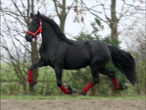 Stal Okkema's Wilma v Tieme (for sale)