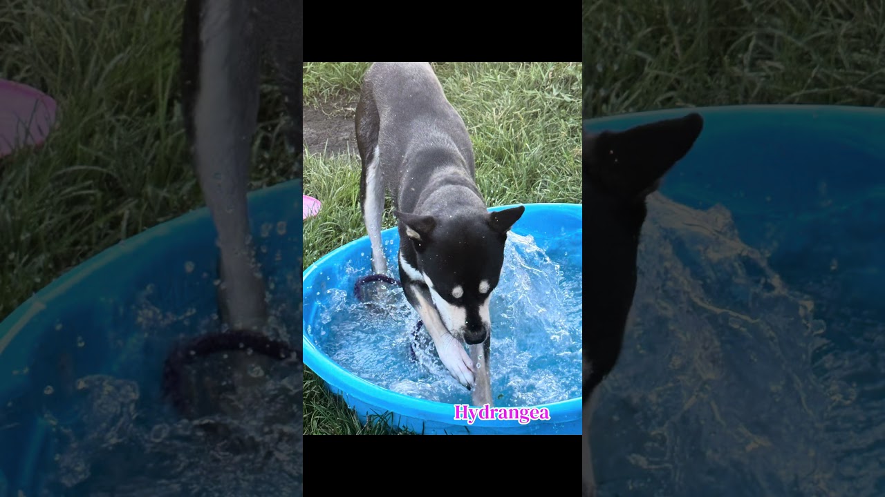 Hydrangea's Video 2
