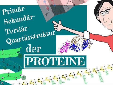 The primary, secondary, tertiary, and quaternary structure of proteins