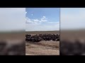 Thousands of cattle die from heat stress in southwest Kansas