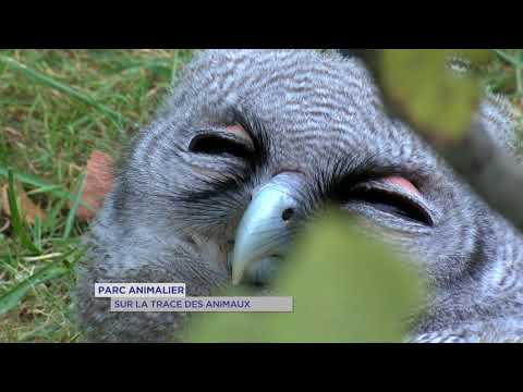 download lagu mp3 mp4 Espace Animalier, download lagu Espace Animalier gratis, unduh video klip Download Espace Animalier Mp3 dan Mp4 Popular Gratis