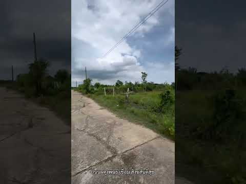 Selling very cheap, Nong Chok 200 square wah (N.650) – รูปที่ 2
