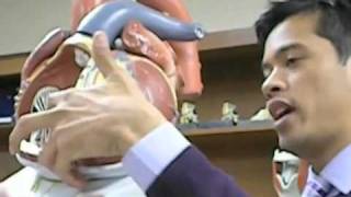 A&PII - Intro to Heart