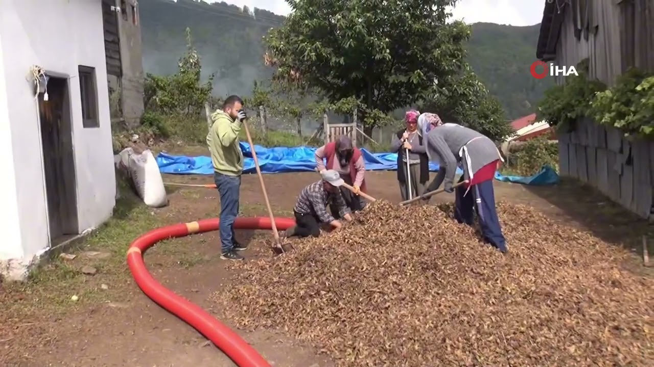 Yüksek kesimlerde fındık mesaisi devam ediyor