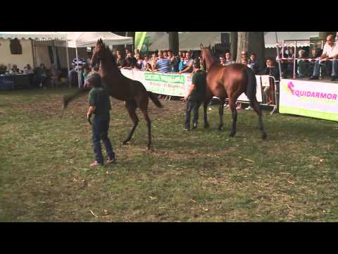 Lot 107   M14   Khalkevi   Promesse de Joie