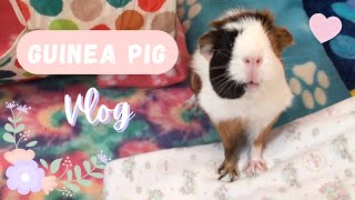 Guinea Pig Vlog | Cage Setup | New Decor