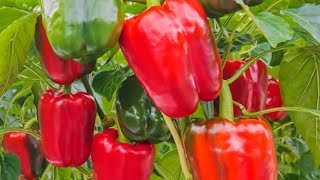 Перец Сибирский Формат Отзывы Фото Перец Сибирский Формат Отзывы Фото