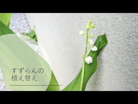 スズランを鉢に植える時期