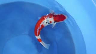 video van Sanke  SA-V24-0433