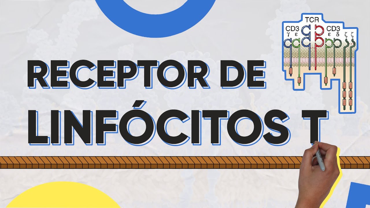 Receptor de Linfócitos T (células T)