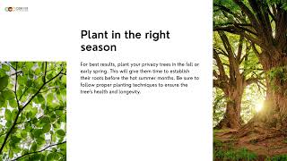 Creating a Natural Privacy Fence: Tips for Planting Trees