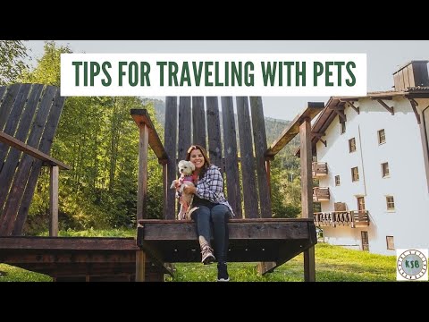 Tips For Traveling With Anxious Pets