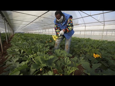 Italien: Migranten leben am Rande der Ausbeutung