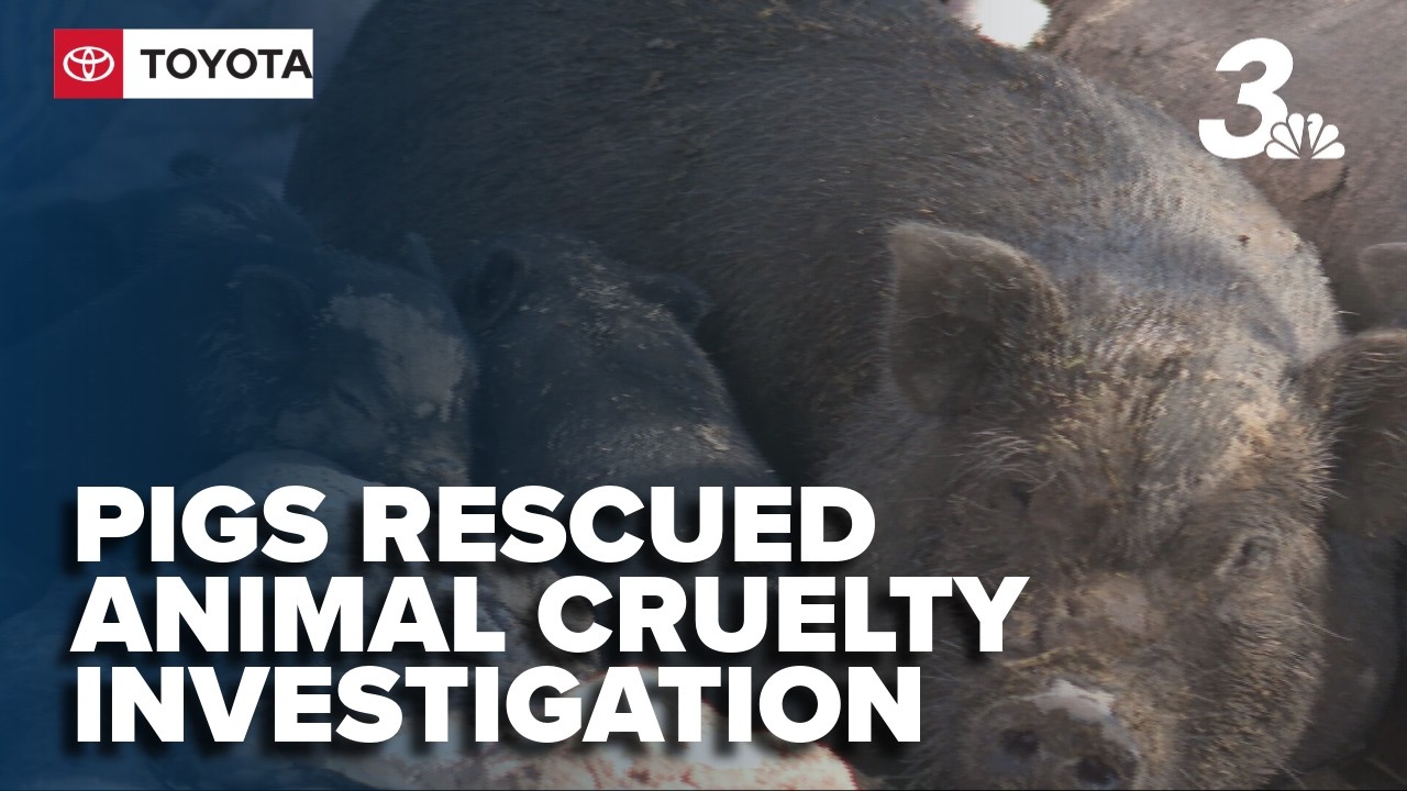 Enlarge Ringe Lane Piglets, a ADOPTABLE Pot Bellied in Overton, NV video 1/1