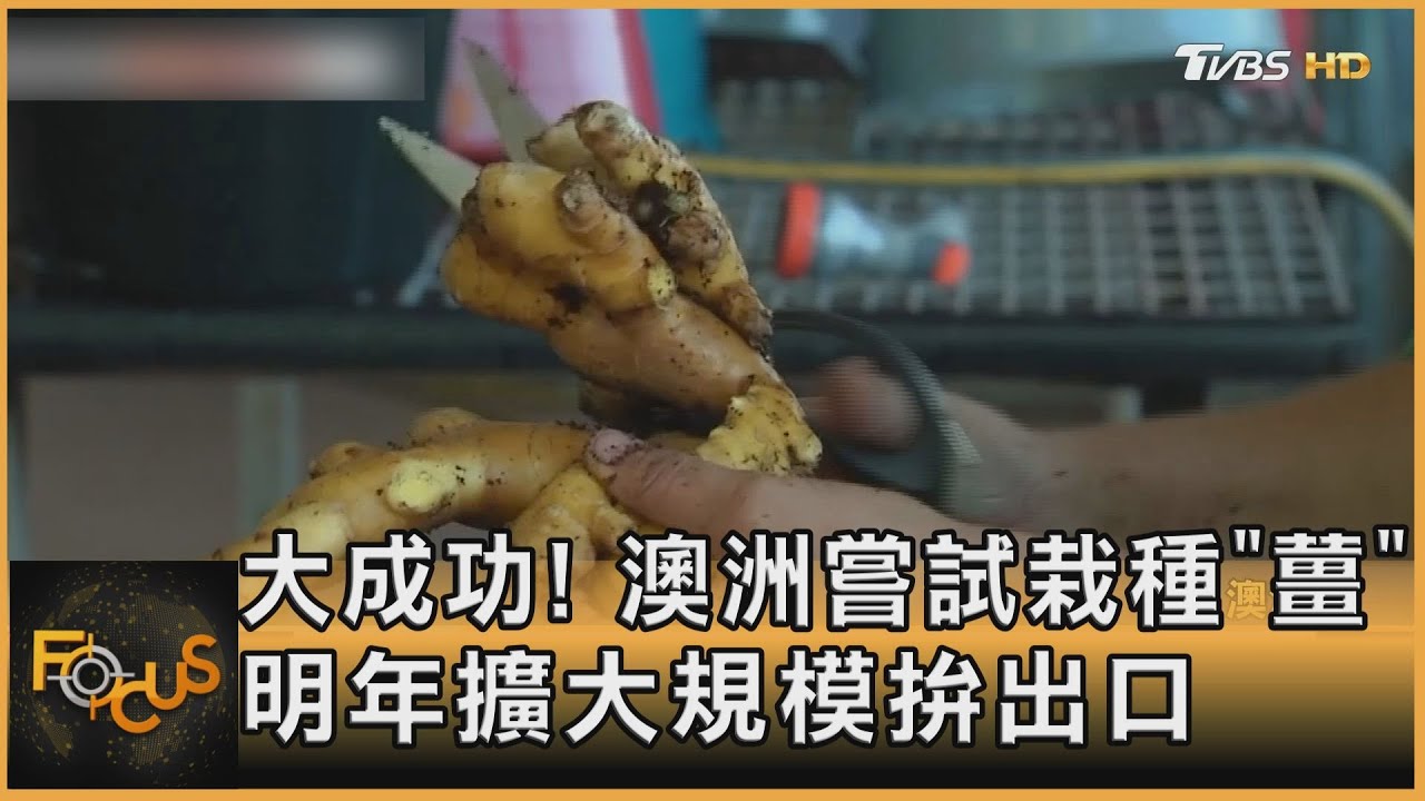 大成功! 澳洲嘗試栽種「薑」 明年擴大規模拚出口