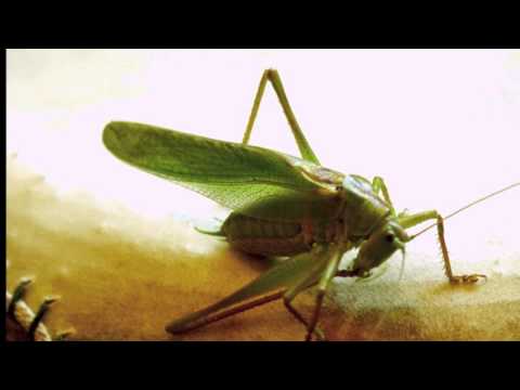 Jesus Escobar - Grasshopper