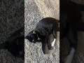 Playing With My Handsome Black Tuxedo Cat