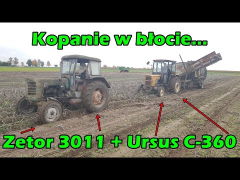 Agro-dzień | Kopanie w błocie na 2 ciągniki | Zetor 3011 + Ursus C-360 + Anna z-644 | Wykopki 2020