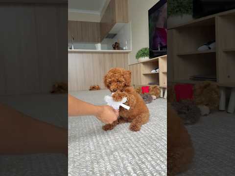 Does your dog have a favourite toy? 🐾🧸🐶