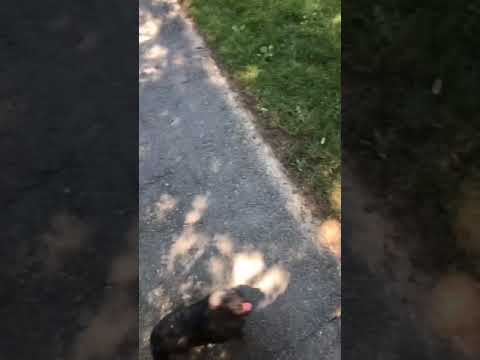 New Jersey Rapper Shaan Jay walking his dog