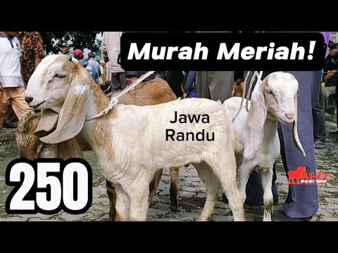 250 RIBU MURAH MERIAH ‼️ JAWA RANDU SUPER | HARGA KAMBING HARI INI _ AF 72 New