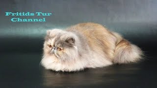 Beautiful Cat Breeds Cats Show